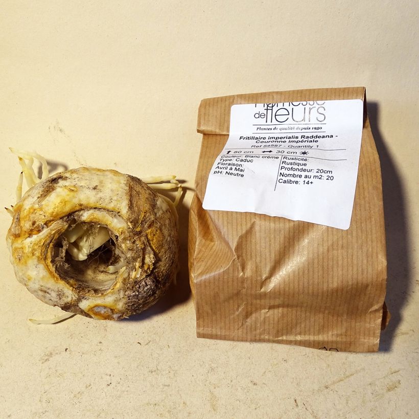 Esempio di esemplare Fritillaria raddeana Bulbo taglia 14+ come consegnato