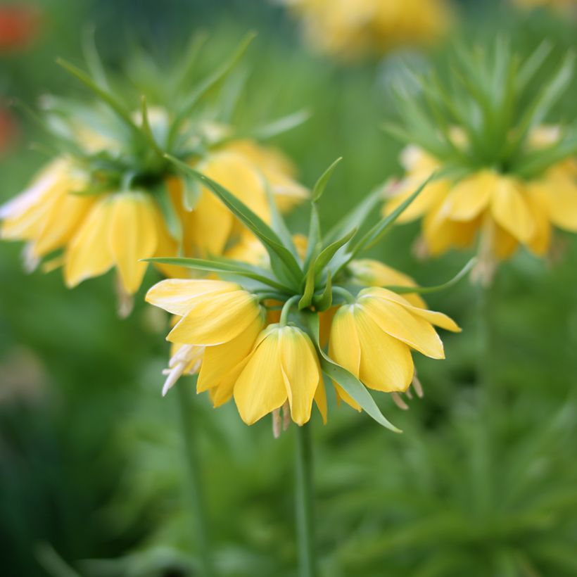 Fritillaria imperialis Lutea - Corona imperiale (Fioritura)