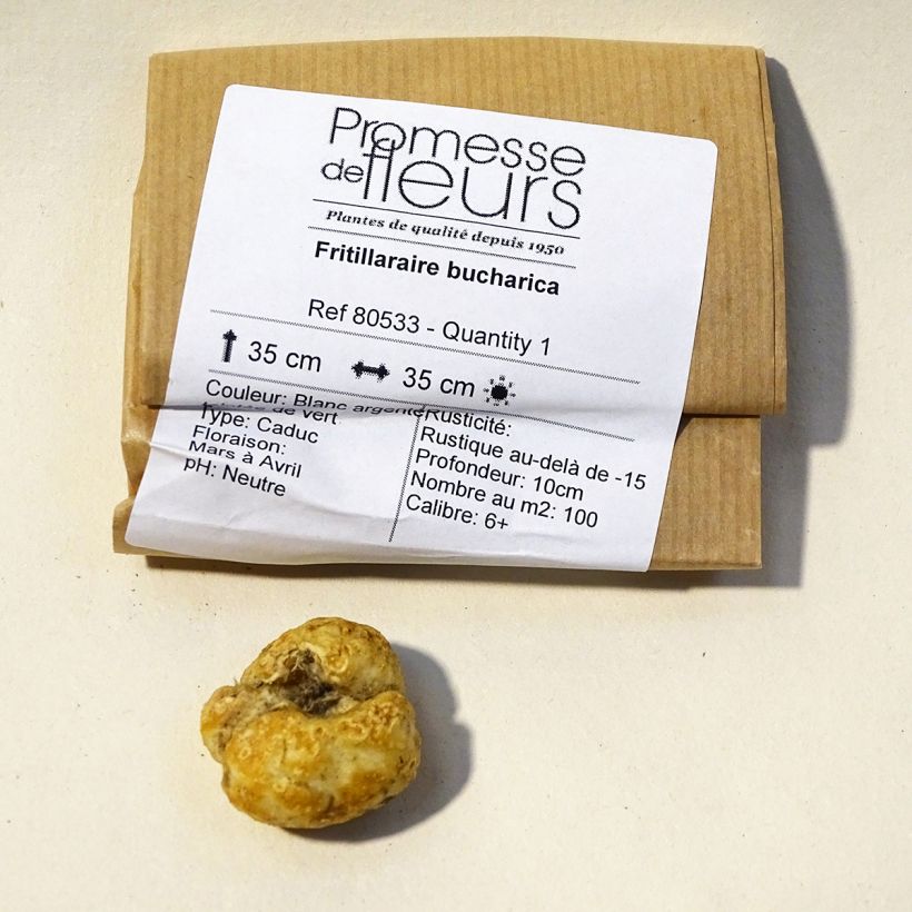 Esempio di esemplare Fritillaria bucharica Bulbo taglia 6+ come consegnato