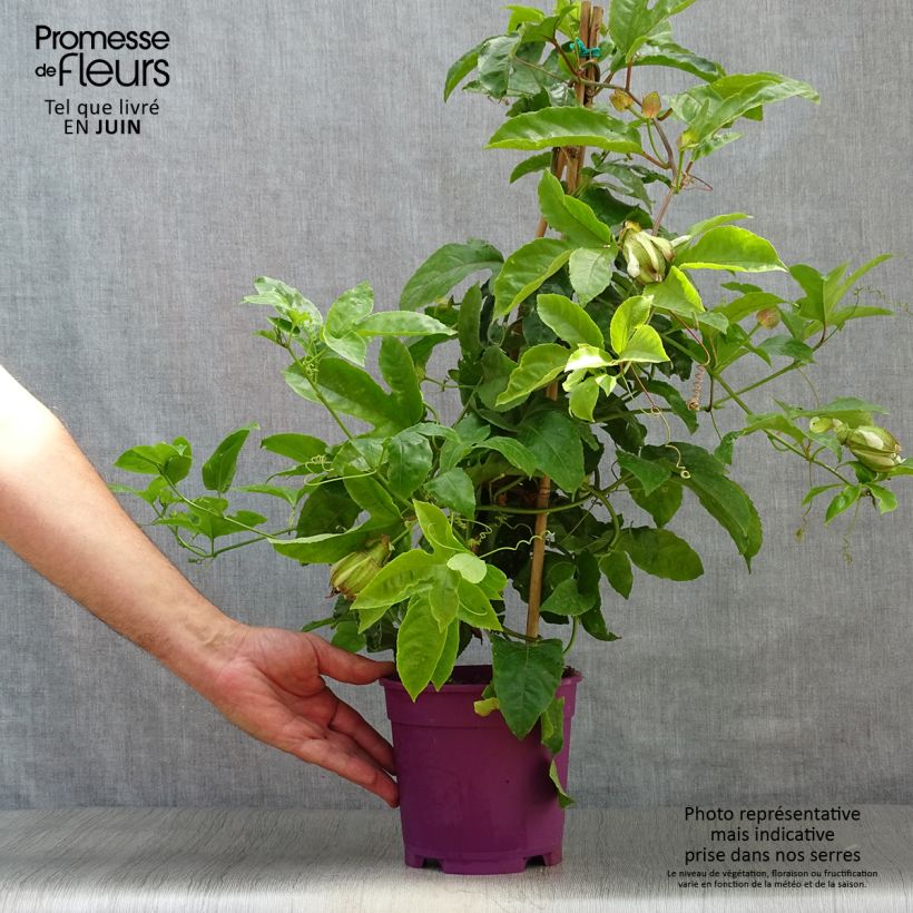 Esemplare di Passiflora edulis - Maracujá Vaso da 1,5L/2L consegnato in estate