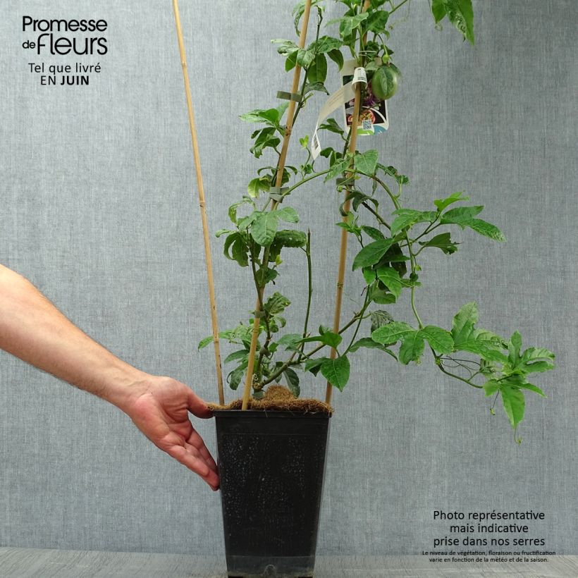 Esemplare di Passiflora edulis - Maracujá Vaso da 4L/5L consegnato in estate
