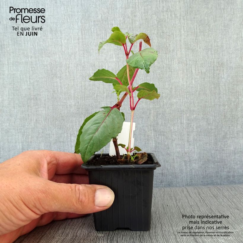 Esemplare di Fuchsia Black Princess - Fucsia Vasetto da 8/9 cm consegnato in estate