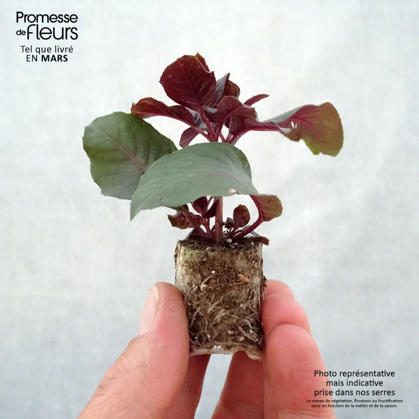 Fuchsia triphylla Bush Gartenmeister Bonstedt - Fucsia mini zolla... esemplare consegnato in primavera