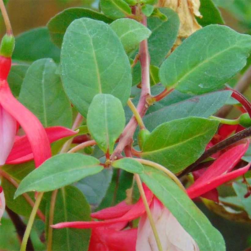 Fuchsia Chantilly - Fucsia (Fogliame)