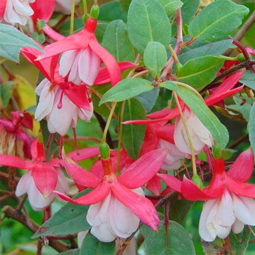Fuchsia Chantilly - Fucsia (Fioritura)