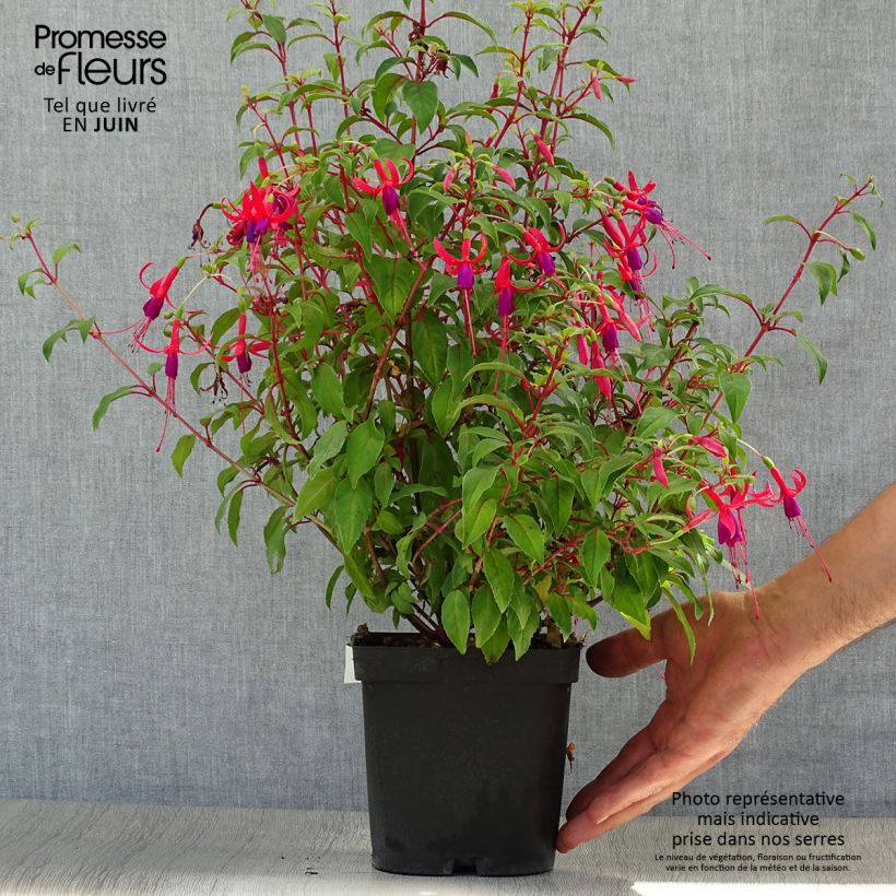 Esemplare di Fuchsia magellanica Genii - Fucsia Vaso da 2L/3L consegnato in estate