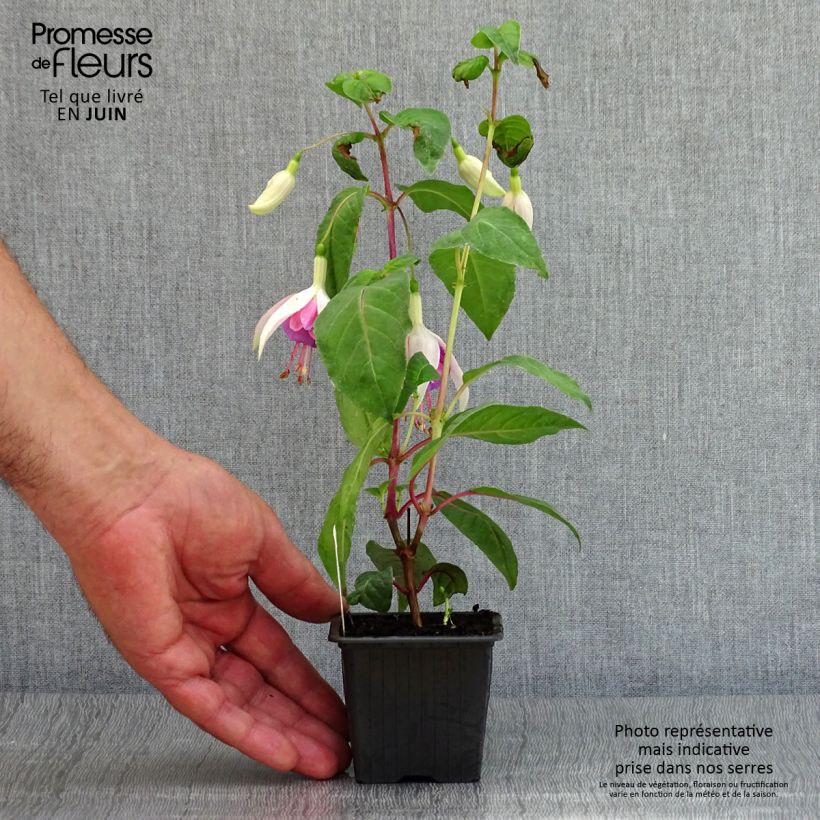 Esemplare di Fuchsia Illusion - Fucsia Vasetto da 8/9 cm consegnato in estate