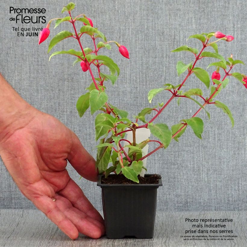Esemplare di Fuchsia R.A.F - Fucsia Vasetto da 8/9 cm consegnato in estate