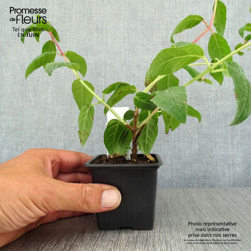 Esemplare di Fuchsia triphylla Thalia - Fucsia Vasetto da 8/9 cm consegnato in estate