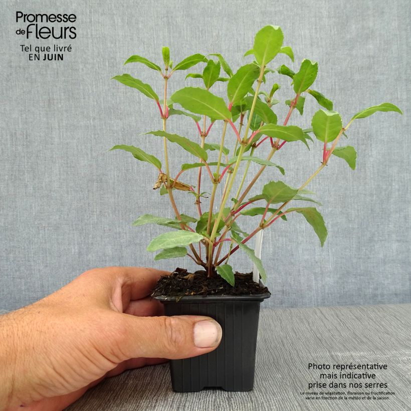 Esemplare di Fuchsia Winston Churchill - Fucsia Vasetto da 8/9 cm consegnato in estate