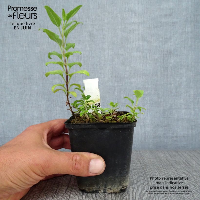 Esemplare di Phygelius rectus African Queen Vasetto da 8/9 cm consegnato in estate
