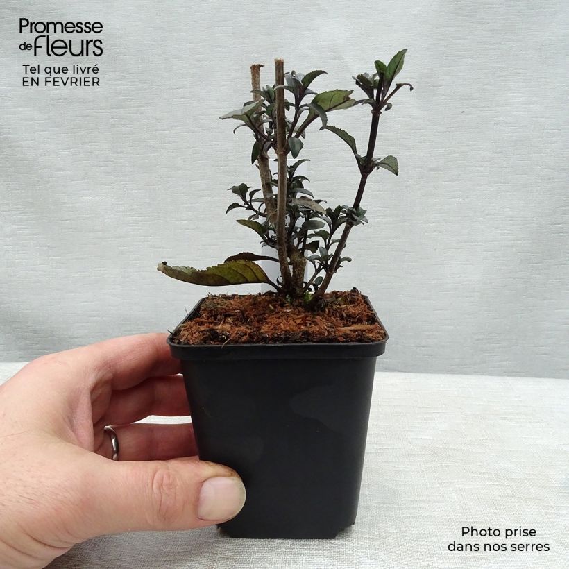 Phygelius rectus Blacher Vasetto da 8/9 cm esemplare consegnato in inverno