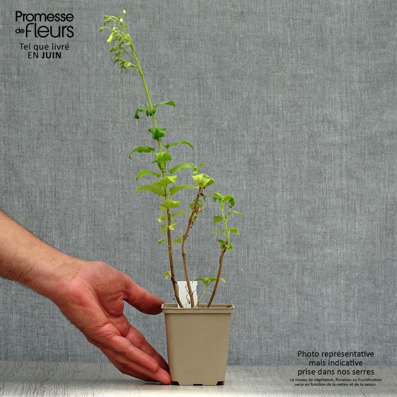 Esemplare di Phygelius rectus Moonraker Vasetto da 8/9 cm consegnato in estate