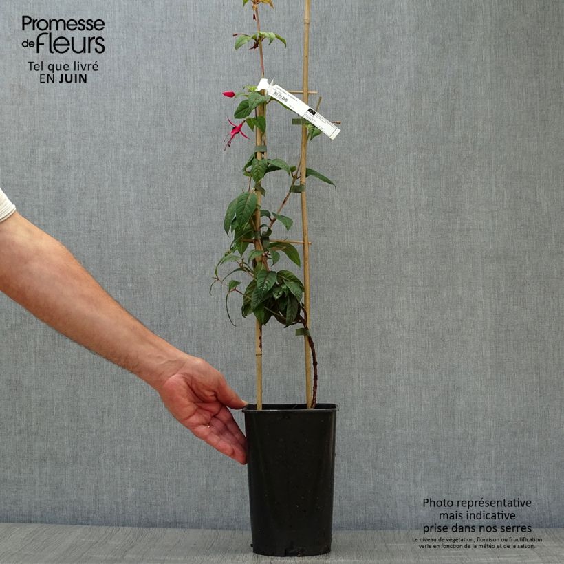 Esemplare di Fuchsia Lady Boothby - Fucsia Vaso da 3L/4L consegnato in estate