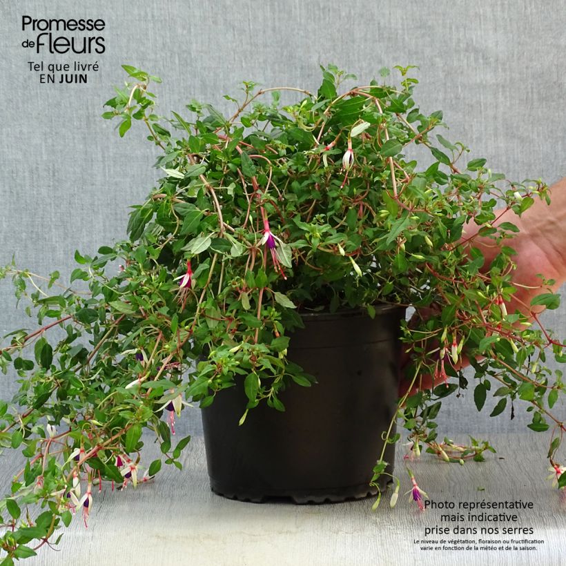 Esemplare di Fuchsia magellanica Arauco - Fucsia Vaso da 1,5L/2L consegnato in estate