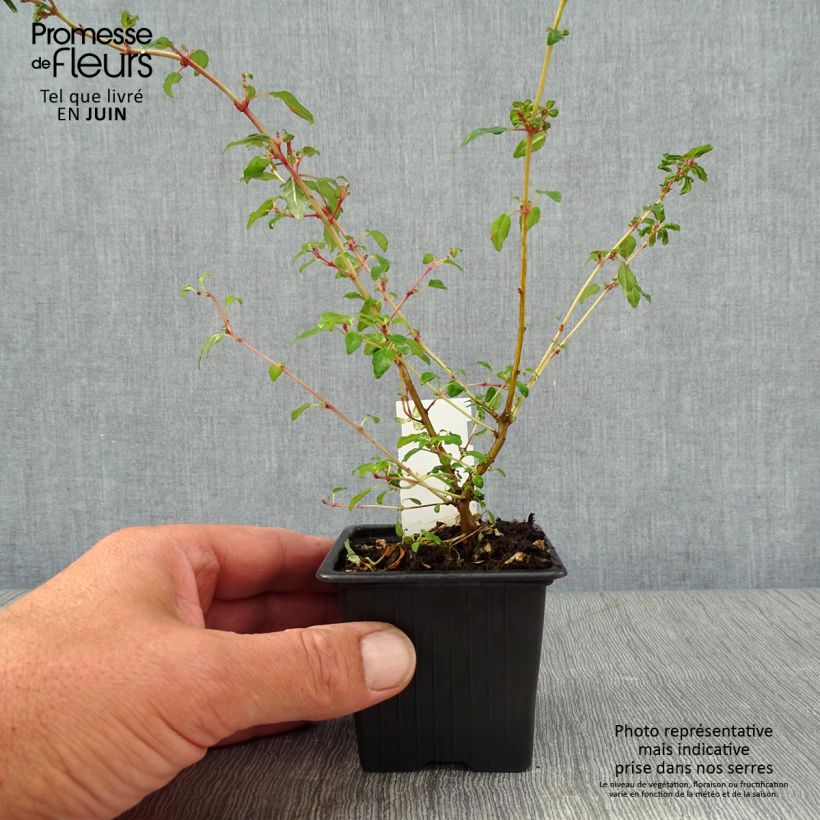 Esemplare di Fuchsia magellanica Arauco - Fucsia Vasetto da 8/9 cm consegnato in estate