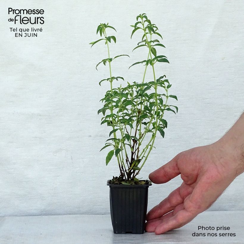 Esemplare di Fuchsia magellanica Hawkshead - Fucsia Vasetto da 7/8 cm consegnato in estate