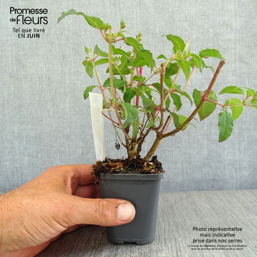 Esemplare di Fuchsia magellanica Riccartonii - Fucsia Vasetto da 8/9 cm consegnato in estate