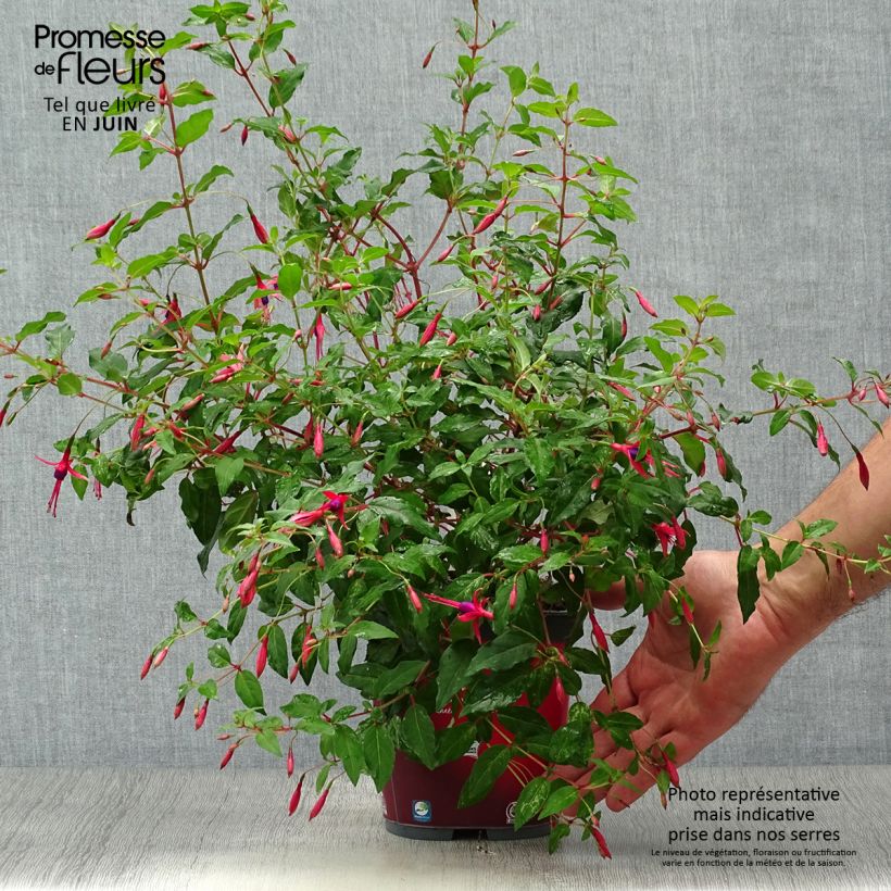 Esemplare di Fuchsia magellanica Riccartonii - Fucsia Vaso da 2L/3L consegnato in estate