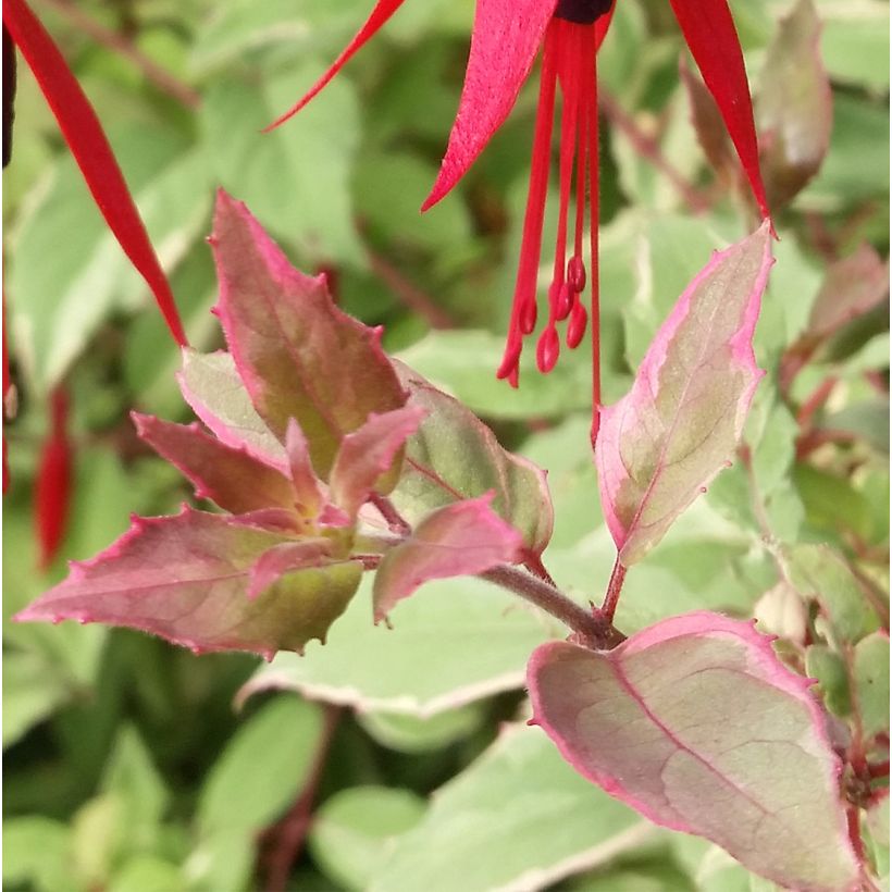 Fuchsia magellanica Tricolorii - Fucsia (Fogliame)