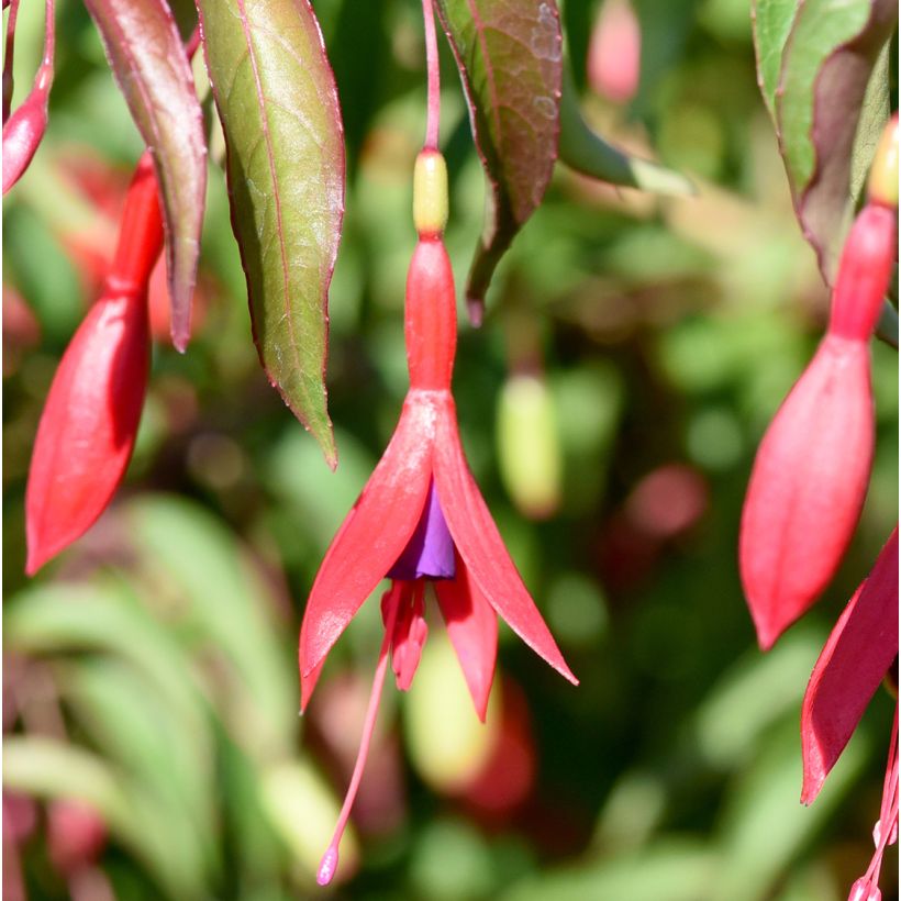 Fuchsia magellanica Tricolorii - Fucsia (Fioritura)