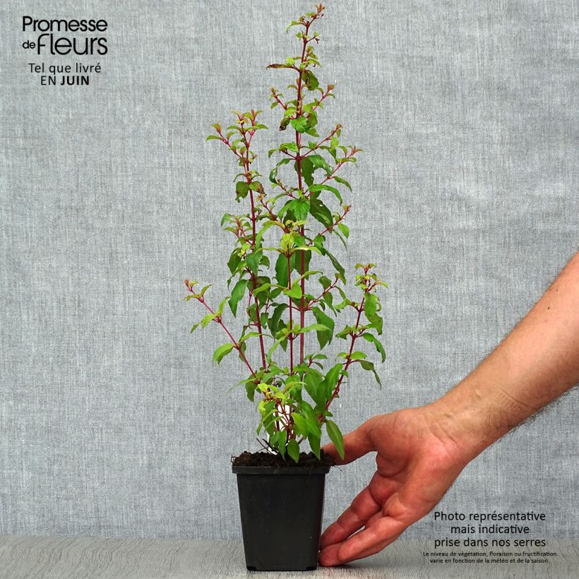 Esemplare di Fuchsia magellanica var. gracilis Aurea - Fucsia Vasetto da 7/8 cm consegnato in estate