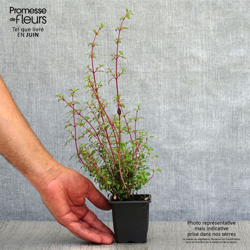 Esemplare di Fuchsia microphylla subsp. microphylla - Fucsia Vasetto da 8/9 cm consegnato in estate