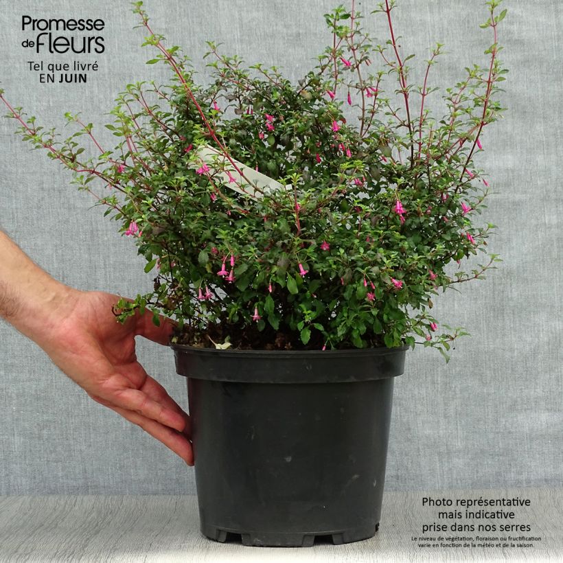 Esemplare di Fuchsia microphylla subsp. microphylla - Fucsia Vaso da 4L/5L consegnato in estate