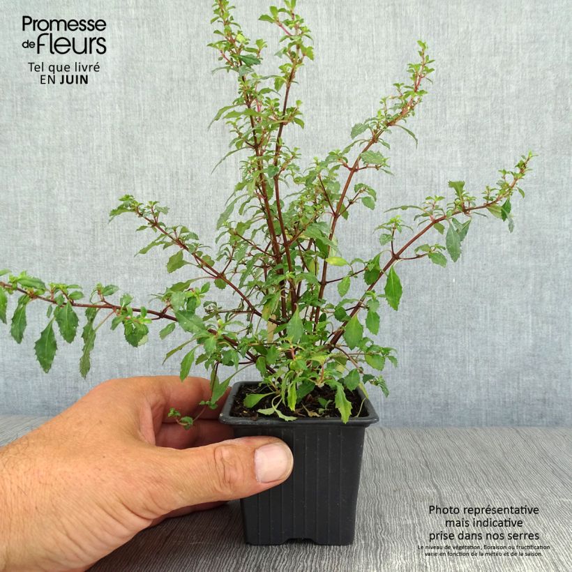 Esemplare di Fuchsia minutiflora - Fucsia Vasetto da 8/9 cm consegnato in estate