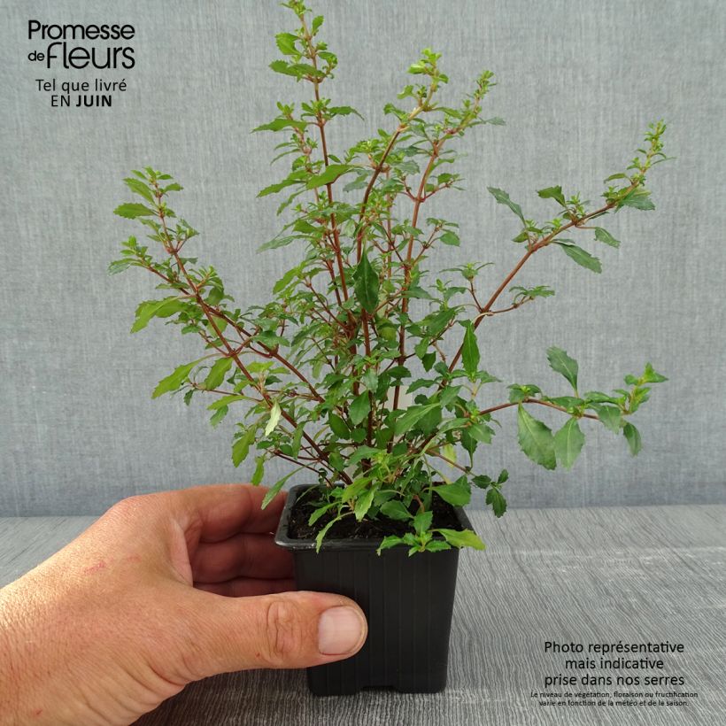 Fuchsia minutiflora - Fucsia Vasetto da 8/9 cm esemplare consegnato in primavera