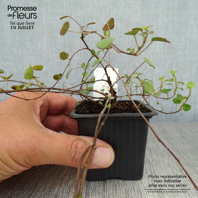 Esemplare di Fuchsia procumbens - Fucsia Vasetto da 8/9 cm consegnato in estate