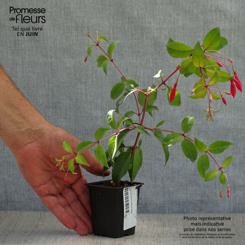 Esemplare di Fuchsia regia Reitzii - Fucsia Vasetto da 7/8 cm consegnato in estate