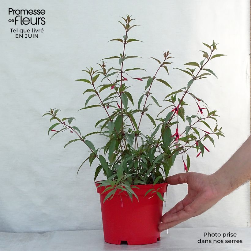 Esemplare di Fuchsia regia Reitzii - Fucsia Vaso da 2L/3L consegnato in estate