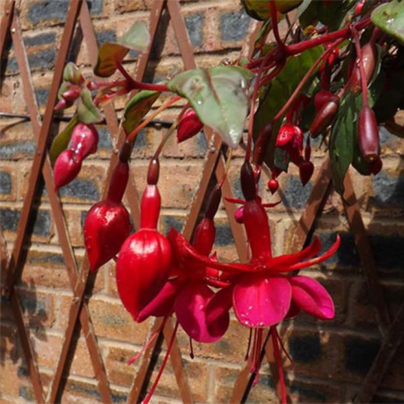 Fuchsia Marinka - Fucsia (Fioritura)