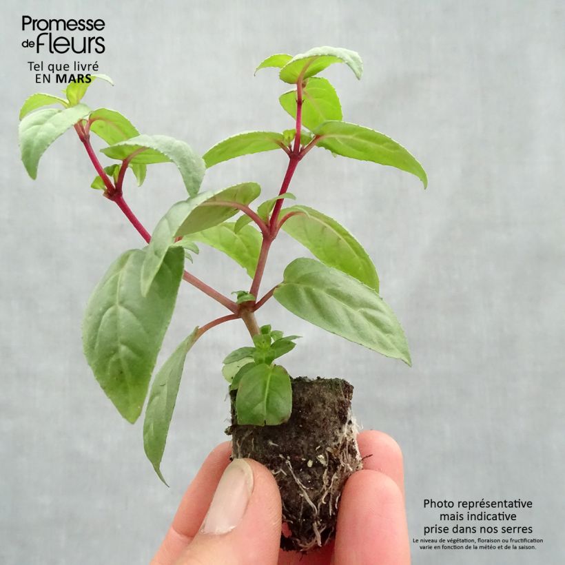 Fuchsia Rohees New Millenium - Fucsia mini zolla... esemplare consegnato in primavera
