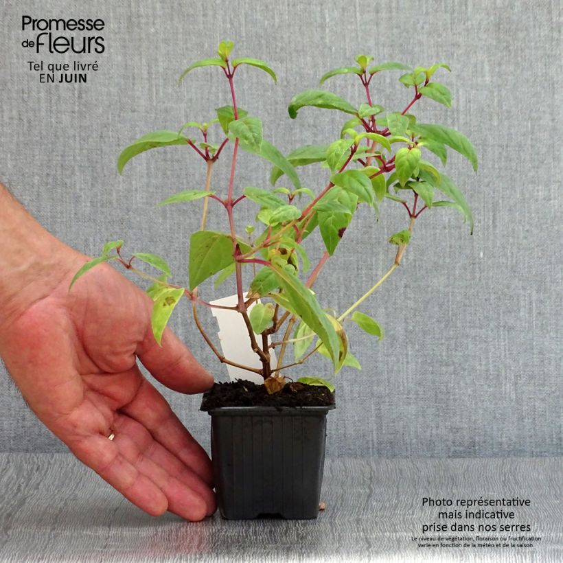 Esemplare di Fuchsia Rohees New Millenium - Fucsia Vasetto da 8/9 cm consegnato in estate