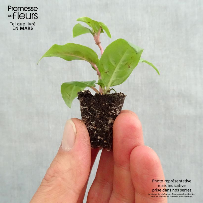 Fuchsia Voodoo - Fucsia mini zolla... esemplare consegnato in primavera