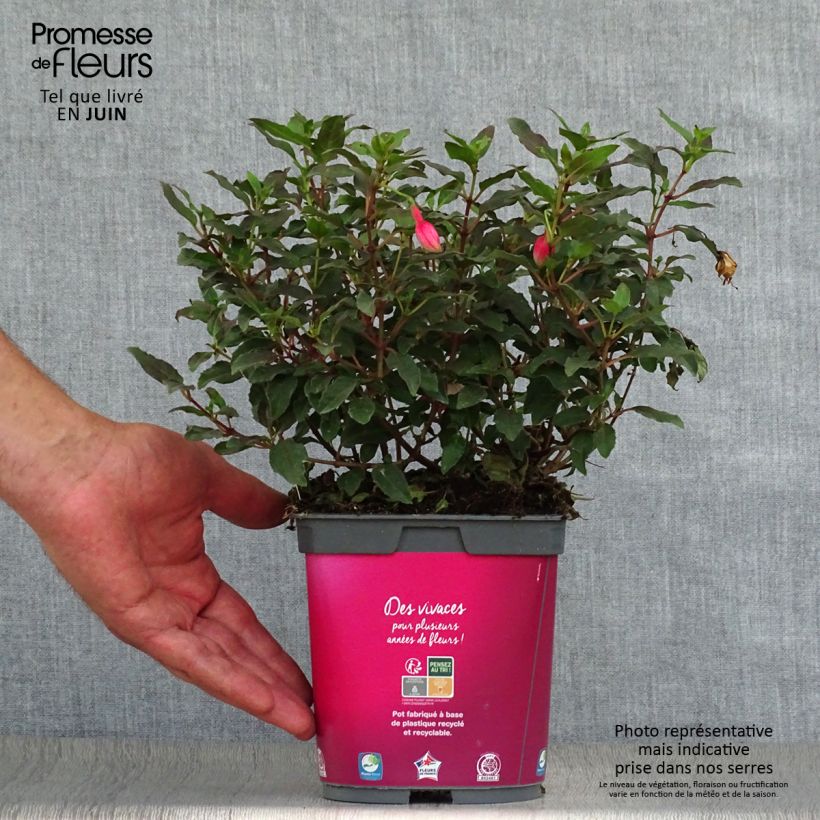 Esemplare di Fucsia Alice Hoffman Vaso da 2L/3L consegnato in estate