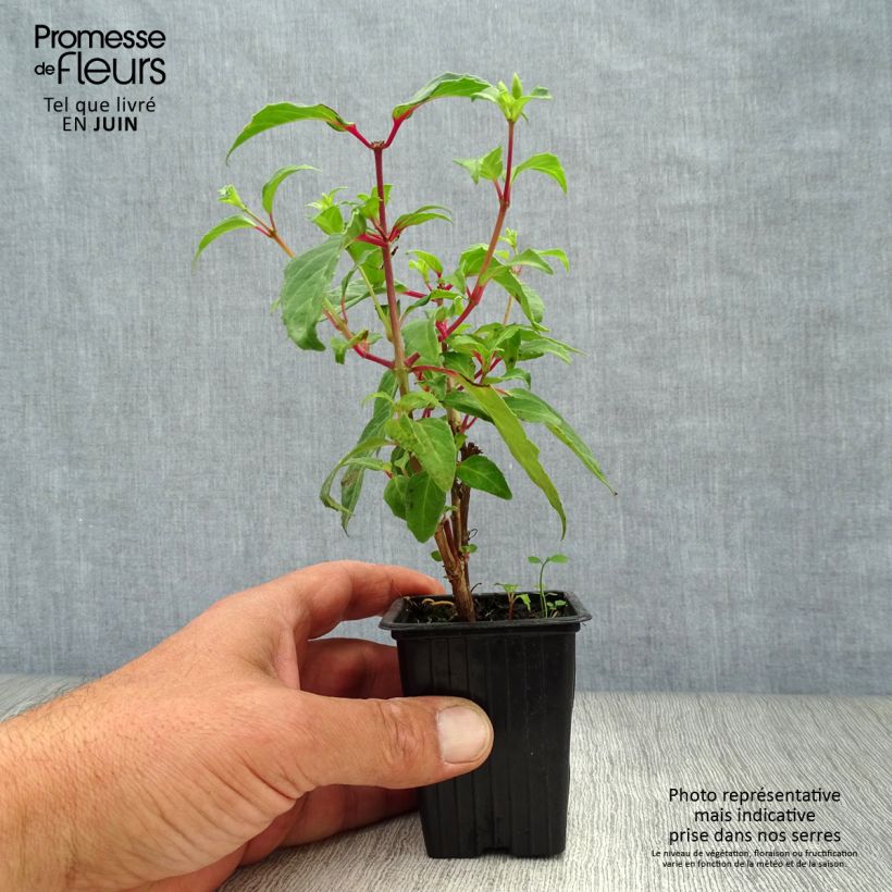 Esemplare di Fuchsia Blue Sarah - Fucsia Vasetto da 7/8 cm consegnato in estate