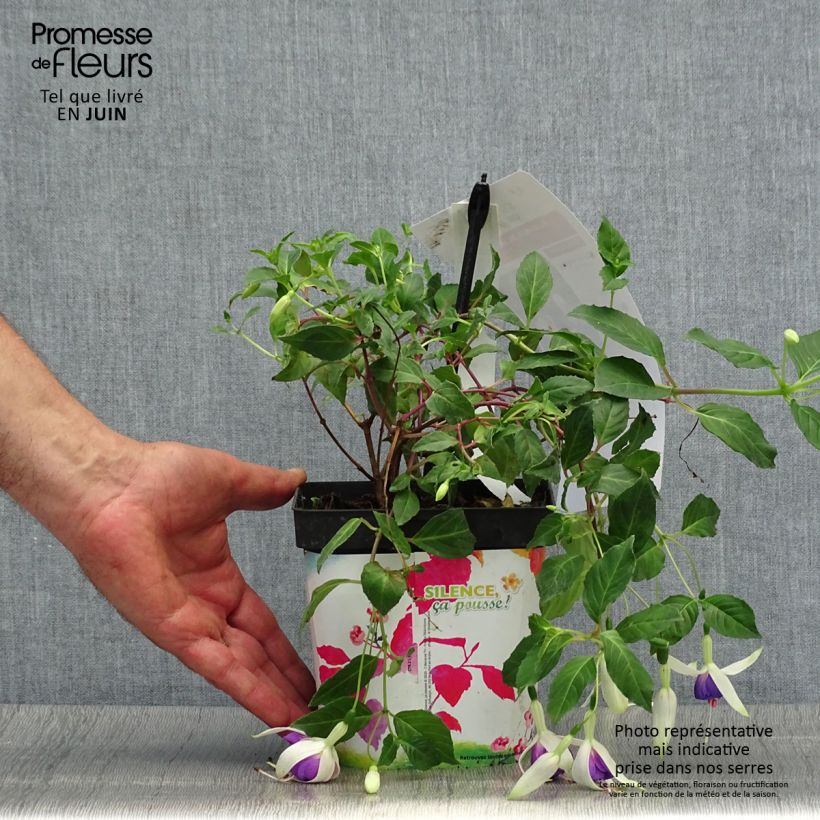 Esemplare di Fuchsia Blue Sarah - Fucsia Vaso da 2L/3L consegnato in estate