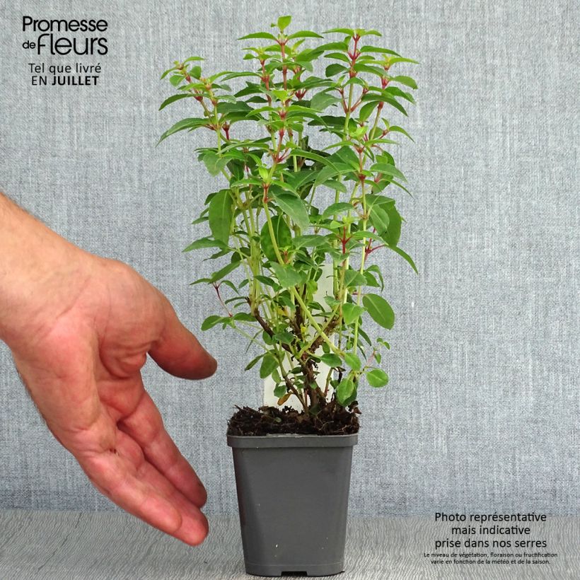 Esemplare di Fuchsia Lady Thumb - Fucsia Vasetto da 8/9 cm consegnato in estate