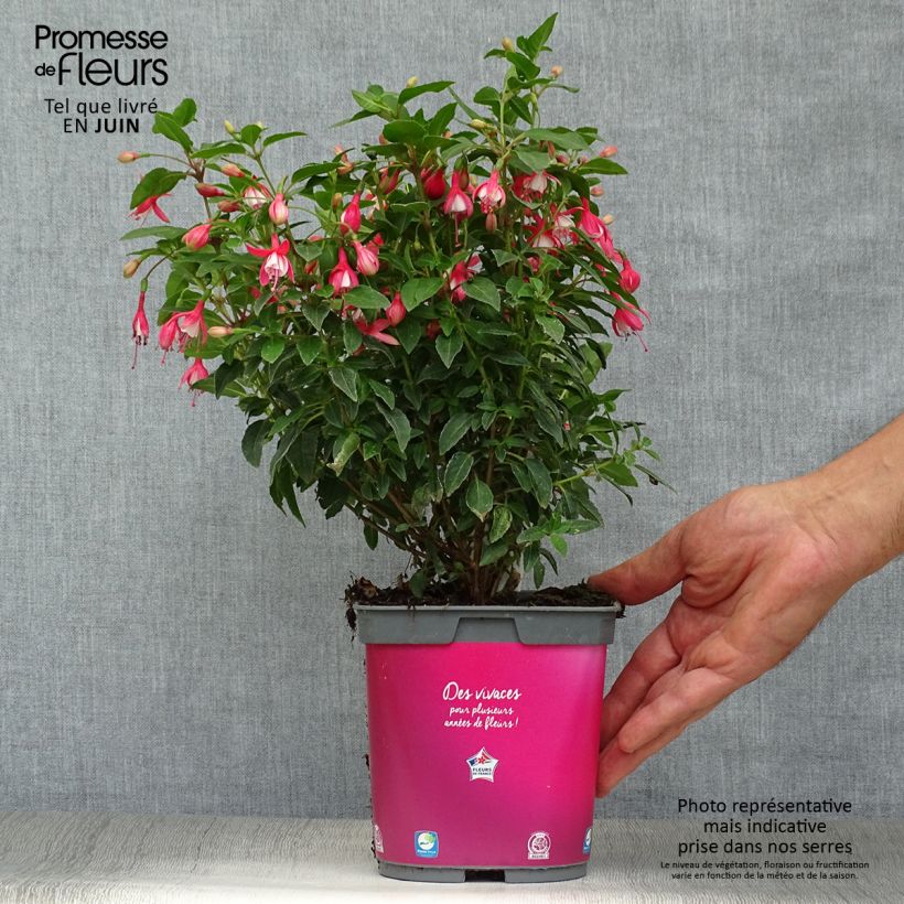 Esemplare di Fuchsia Lady Thumb - Fucsia Vaso da 2L/3L consegnato in estate