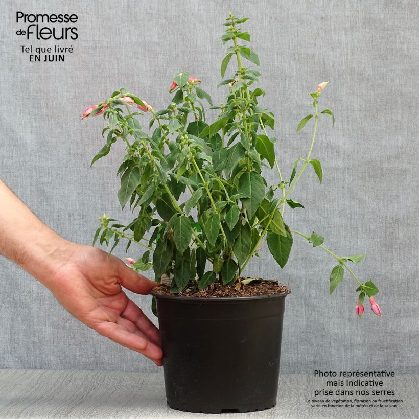 Esemplare di Fuchsia Margaret - Fucsia Vaso da 2L/3L consegnato in estate