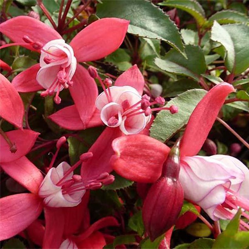 Fuchsia Mme Cornelissen - Fucsia (Fioritura)