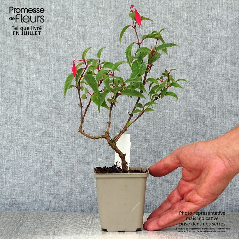 Esemplare di Fuchsia Mme Cornelissen - Fucsia Vasetto da 7/8 cm consegnato in estate