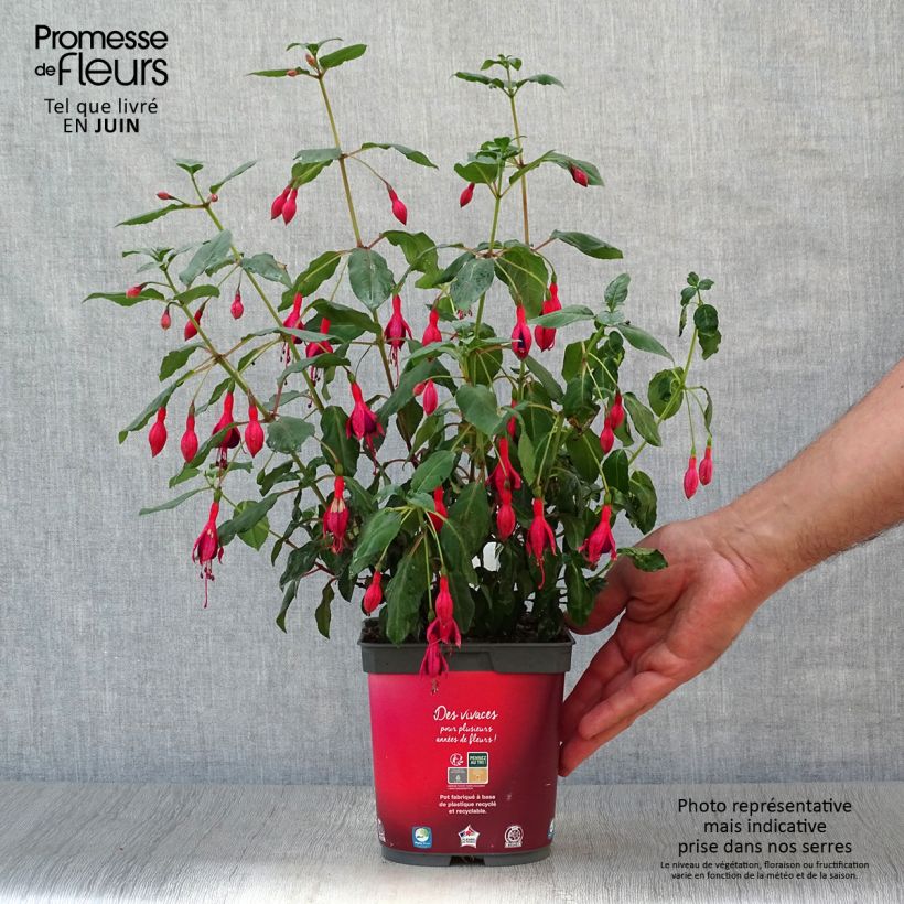 Esemplare di Fuchsia Mrs Popple - Fucsia Vaso da 2L/3L consegnato in estate