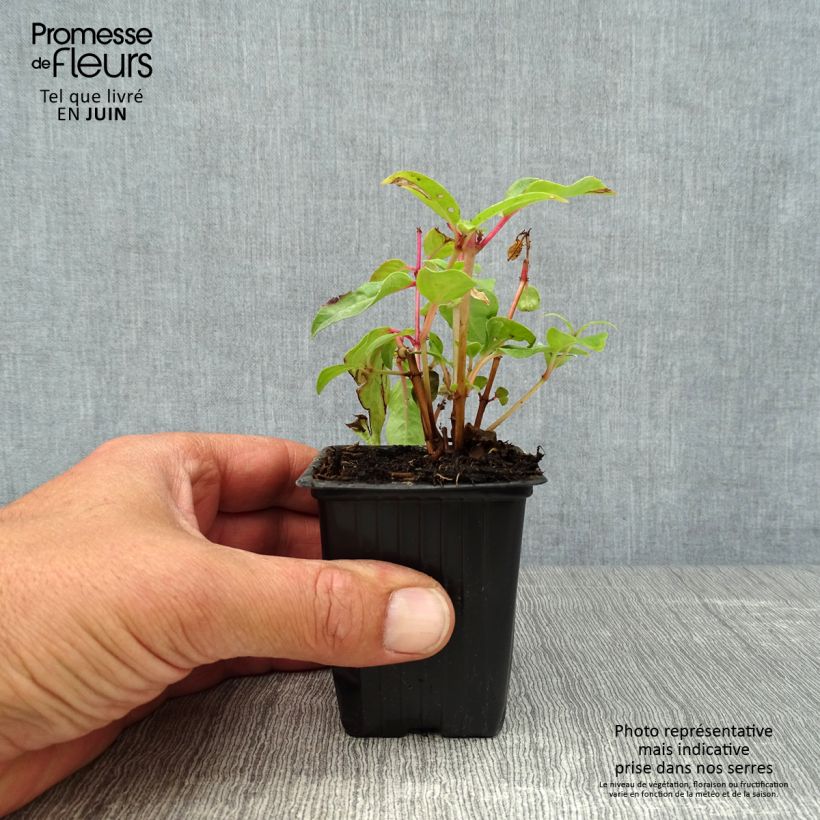 Esemplare di Fuchsia Princess Dollar - Fucsia Vasetto da 7/8 cm consegnato in estate