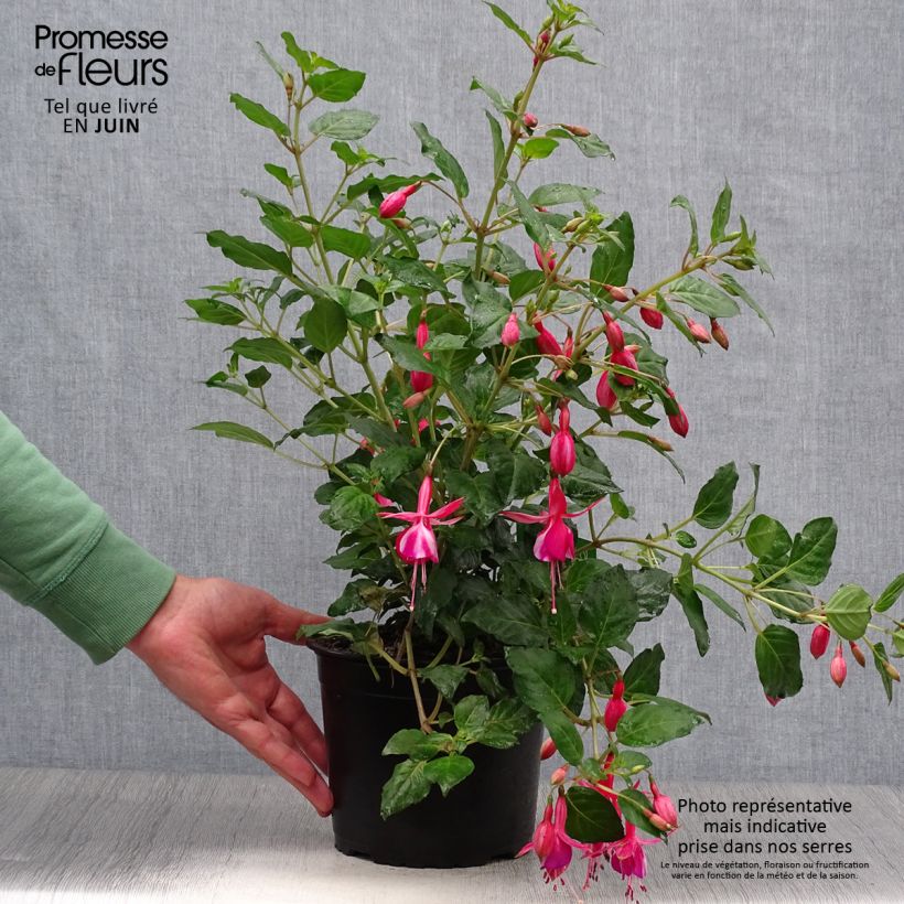 Esemplare di Fuchsia Shrimp Cocktail - Fucsia Vaso da 2L/3L consegnato in estate
