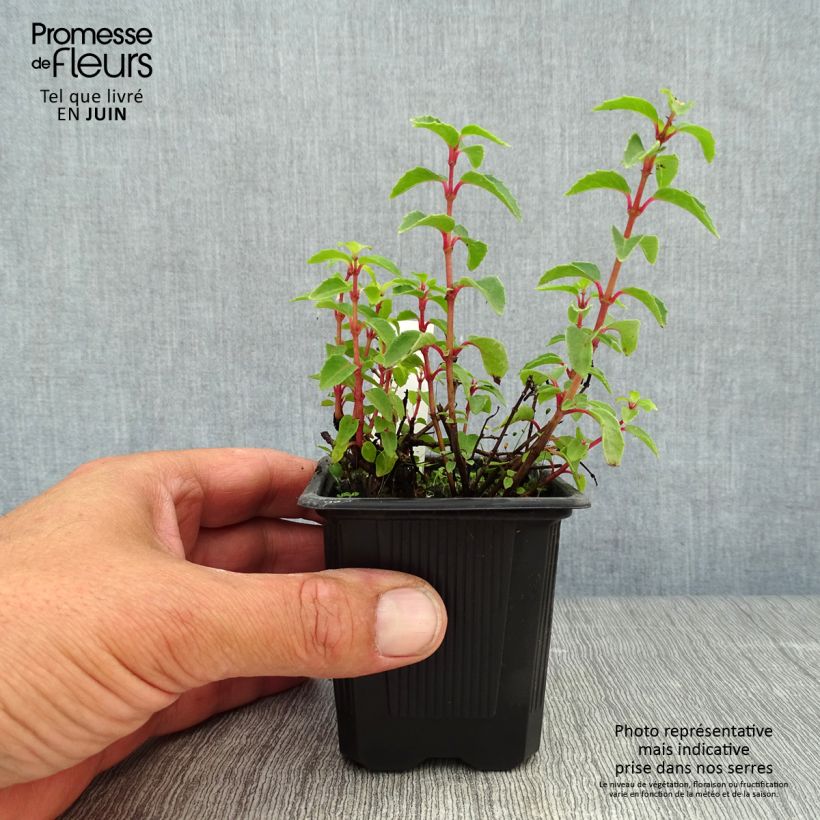 Esemplare di Fuchsia Tom Thumb - Fucsia Vasetto da 8/9 cm consegnato in estate