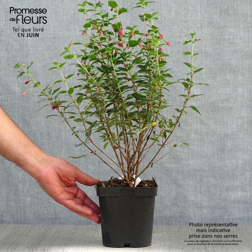 Esemplare di Fuchsia Tom Thumb - Fucsia Vaso da 2L/3L consegnato in estate